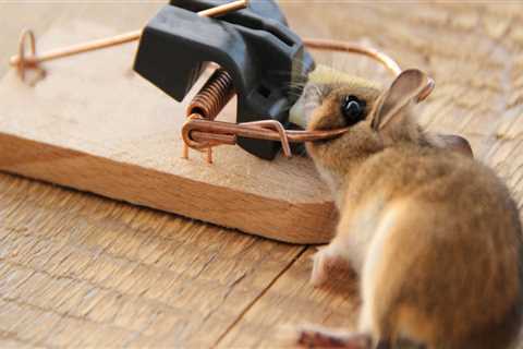 When to call a rodent exterminator?