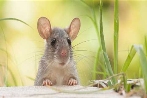 Do ultrasonic pest repellers work outdoors?