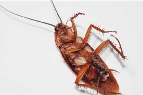 How long does it take for pest control to get rid of roaches?