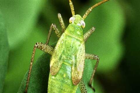 What is the best method in managing insect pests?