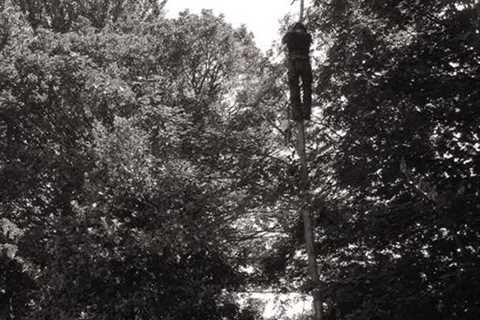 Tree Surgeon Llantilio Crossenny