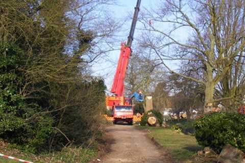 Tree Surgeon Henllys