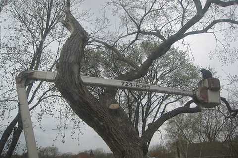 Tree Surgeon Thornhill