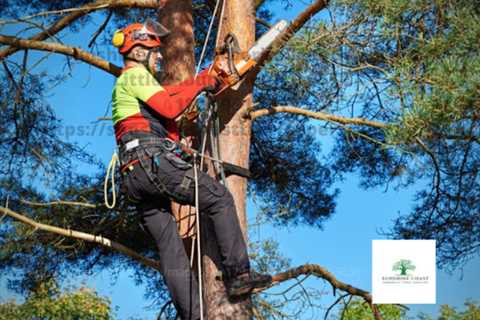 Sunshine Coast Arborist Tree Service