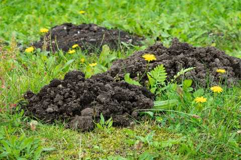 Signs You Have Moles in the Yard
