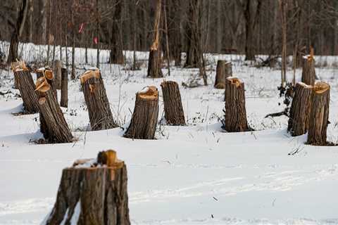 Is it OK to cut down trees in winter?