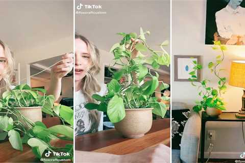 Help Vines Grow Upwards With This Viral TikTok Hack