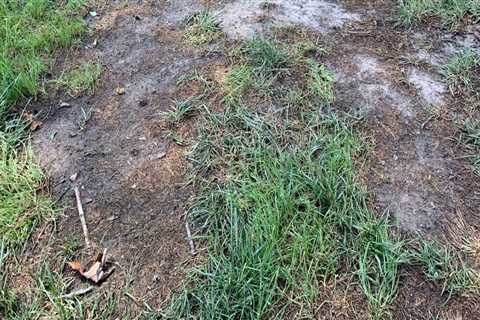 How often should lawn be overseeded?