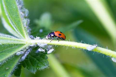 Can You Really Use Ladybugs To Get Aphids Off Your Plants?