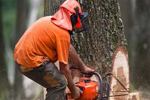 How much does it cost to remove a tree with a crane?