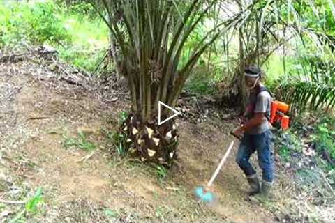 lawn mower || pruning || small oil palm plantation