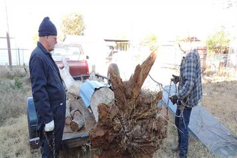 How Tree Service Helps When Doing Front Yard Landscaping In Your Home In Laurel Mississippi