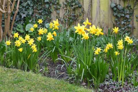 Tips for Planting Daffodil Bulbs