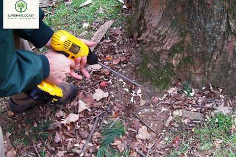 Sunshine Coast Arborist Tree Service