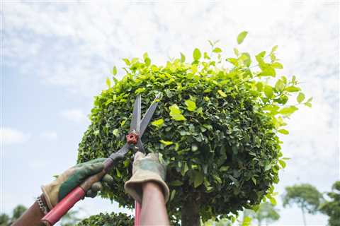 Pruning Basics for Trees and Shrubs