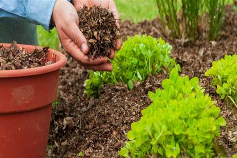 Is it good to mulch your garden?
