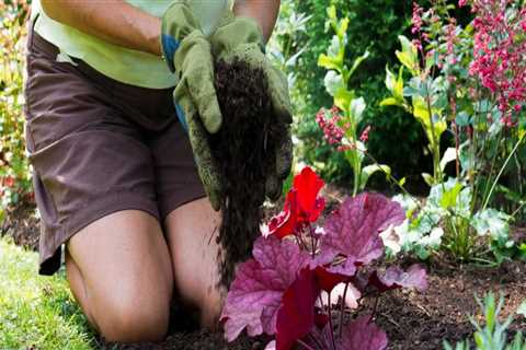 Should you use mulch in your garden?