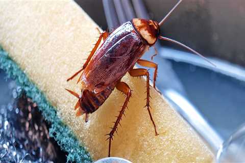Can you ever fully get rid of roaches?