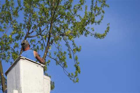 Tree Pruning In MS: What Is It And Why Is It Important