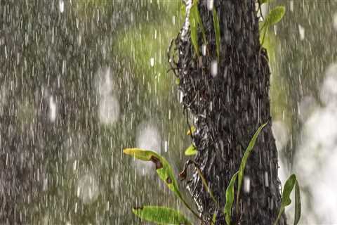 Can tree surgeons work in the rain?