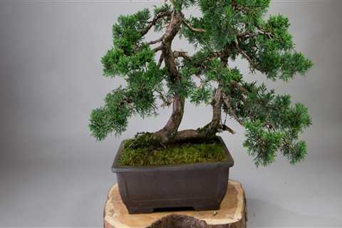 Are bonsai trees just normal trees?