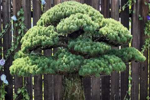How old is the oldest living bonsai tree?