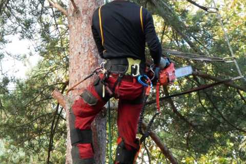 Bearsden Tree Surgeon - Residential Work & Commercial Contractors