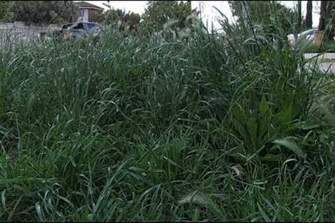 Mowing overgrown lawn in tiny front yard after 2 months
