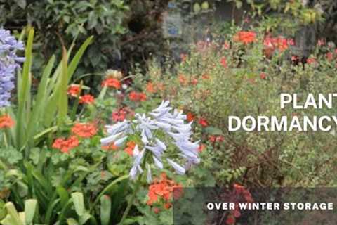 Understanding Plant Dormancy - Tips, Preparation and Care of your dormant plants overwinter.