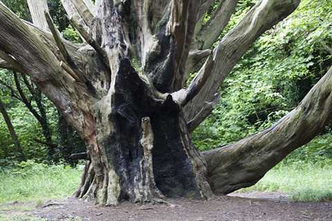 24 Hour Emergency Tree Surgeons Dalfoil Stump And Tree Removal