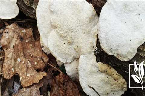 Can tree fungus spread?