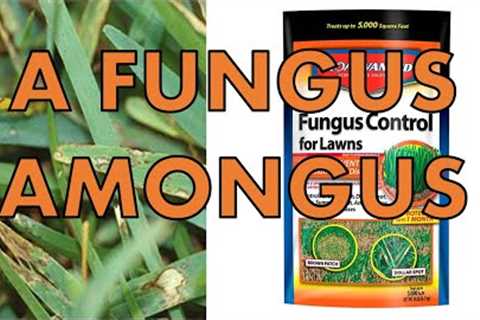 St. Augustine Grass Fall Lawn Care | Lawn Fungicide and Disease Control