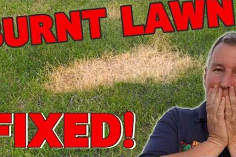 I BURNT the lawn!  Here''''s how to fix any burn mark the EASY way