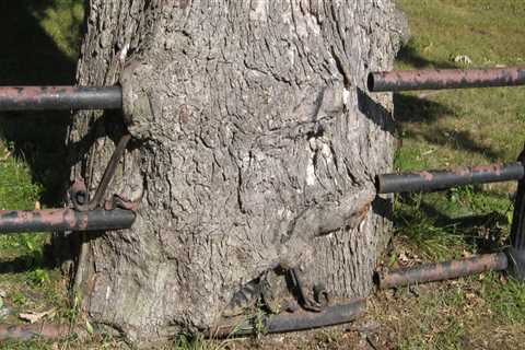 Who is responsible for cutting overhanging tree branches in nyc?