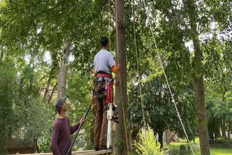 What does it mean to prune trees?