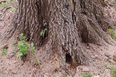 What happens to tree roots after stump grinding?