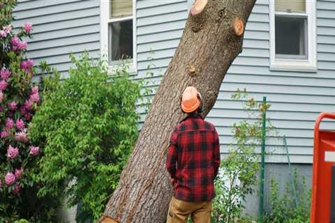 How much does it cost to cut down a tree in maryland?