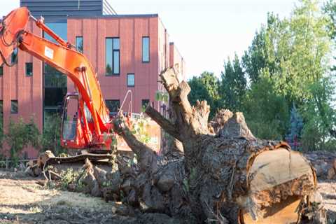 Can trees be cut down without permission?