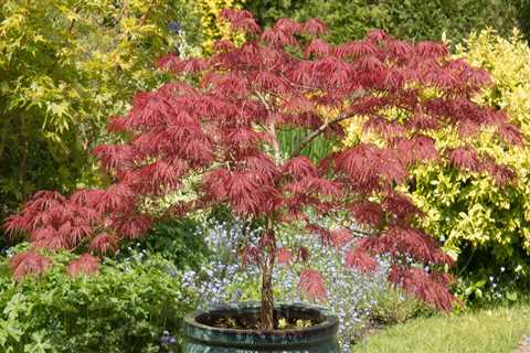 What is the best low maintenance tree?