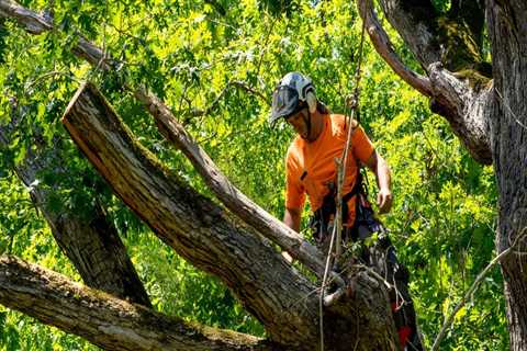 What are the levels of an arborist?