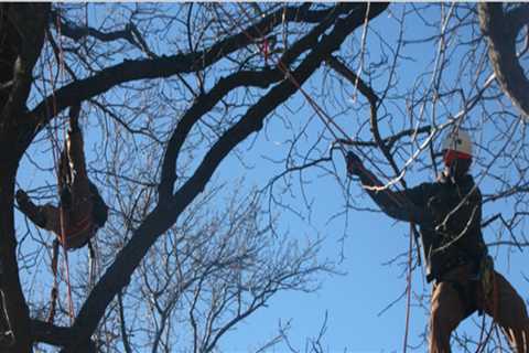 Do tree services work in winter?