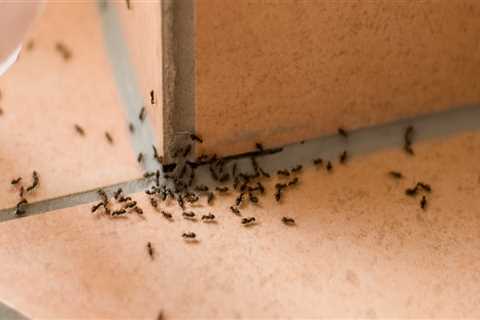 What house product kills ants?