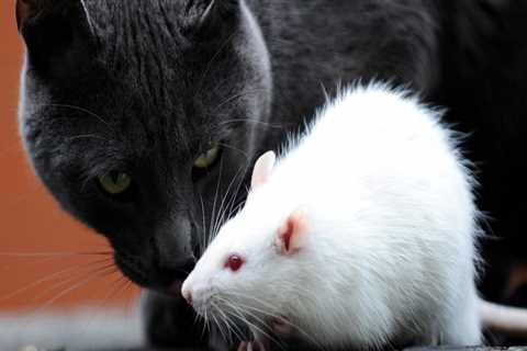 Will pest control hurt cats?