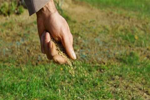 Will grass seed grow if just spread on top?