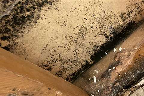 What Causes Crawlspace Mold | Our Crawlspace Mold Removal Process