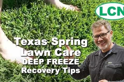 Texas Spring Lawn Care - DEEP FREEZE Recovery Tips