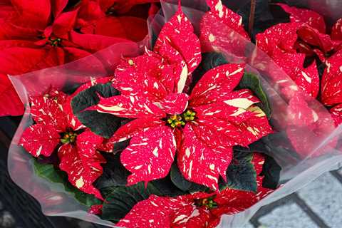 History of the Cuetlaxochitl AKA Poinsettia