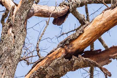 What to do when a large branch breaks off a tree?
