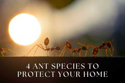 4 Ant Species to Protect Your Guelph Home From