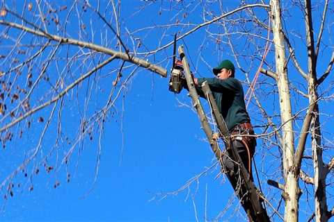 Do tree services work in winter?